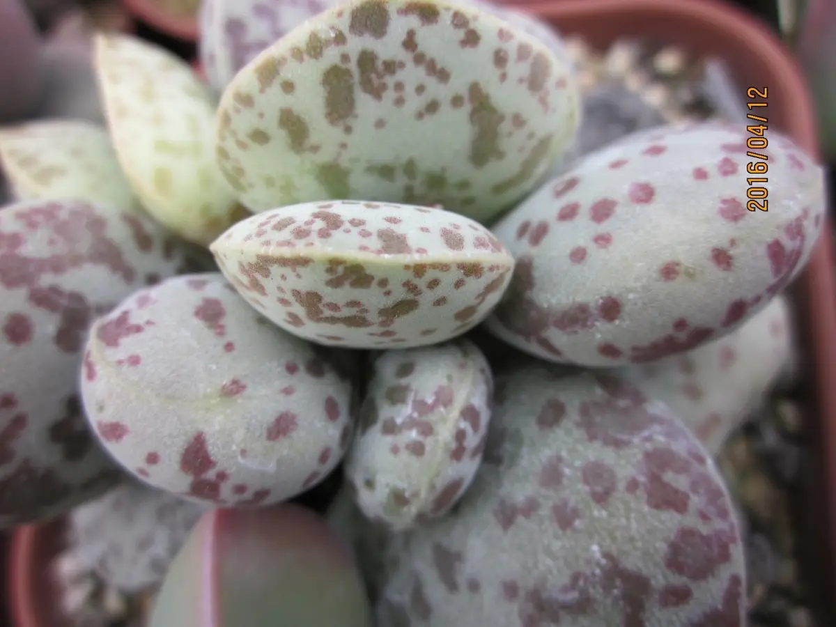 p*a様 アストロロバ　ハリー　大株 アストロロバ ハリー 大株 アストロロバ ハリー 大株 アストロロバ