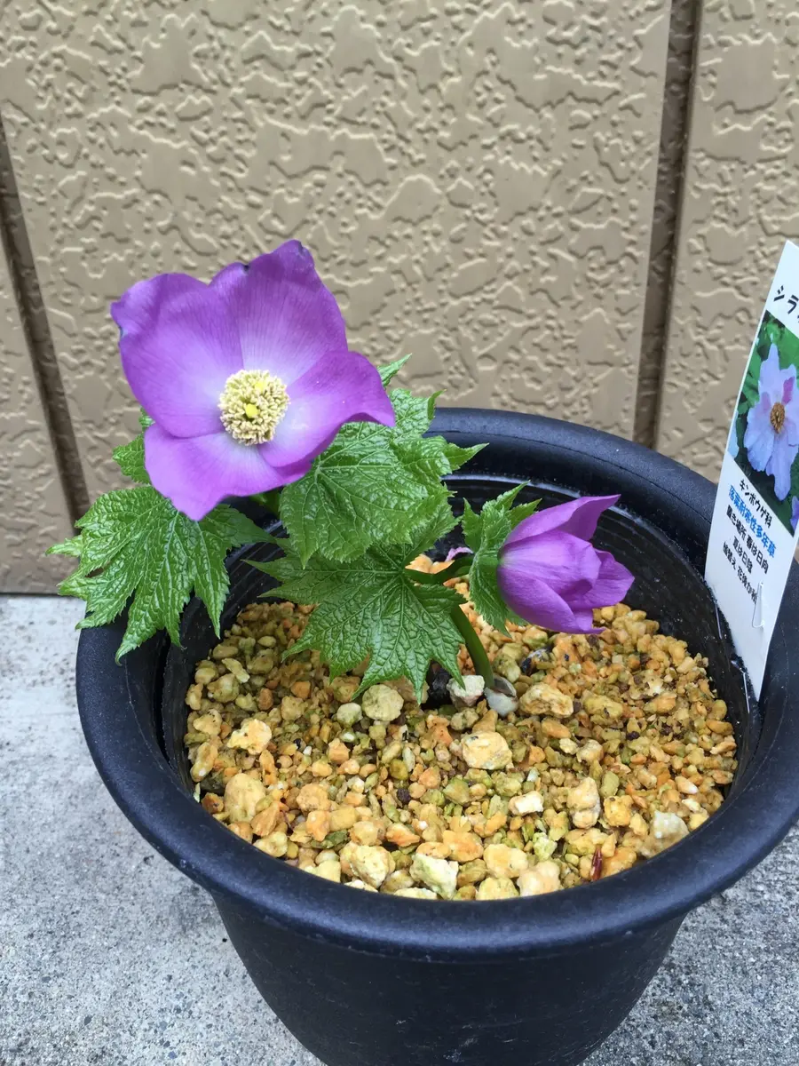 お花ご確認用　チロちゃん専用 お花ご確認用 チロちゃん専用② 【公式通販】