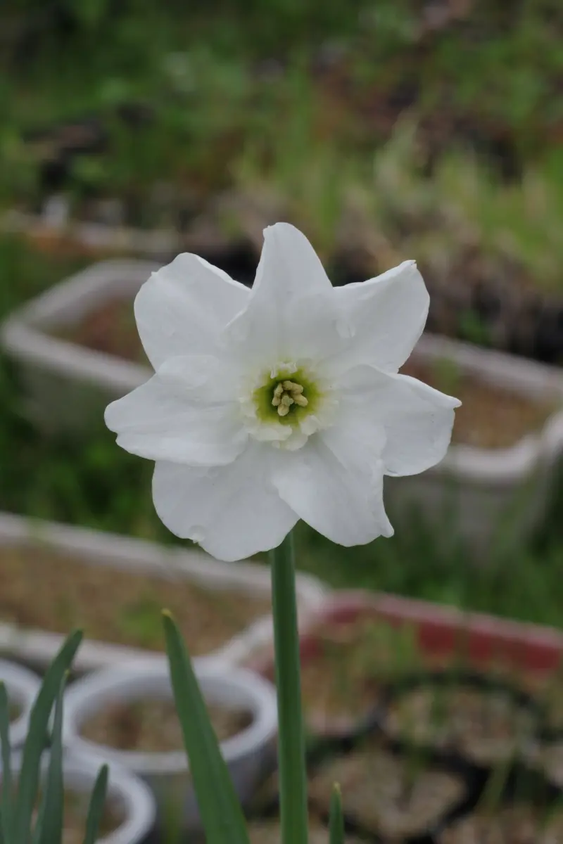 緑色の目が個性的なキット｜園芸日記by長岡 求｜みんなの趣味の園芸