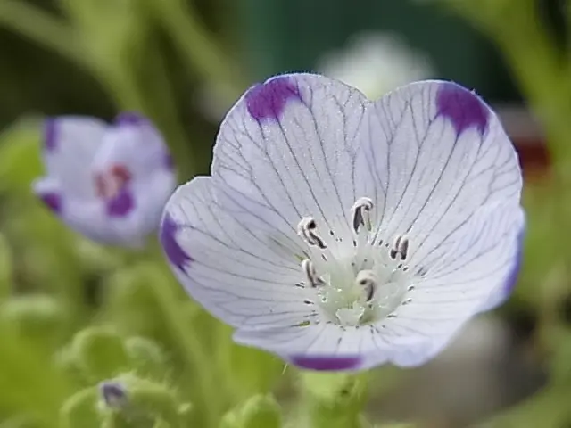 パリコレクション 小花が好き～♪｜園芸日記byゆきこ｜みんなの趣味の園芸｜294228 ワンピース