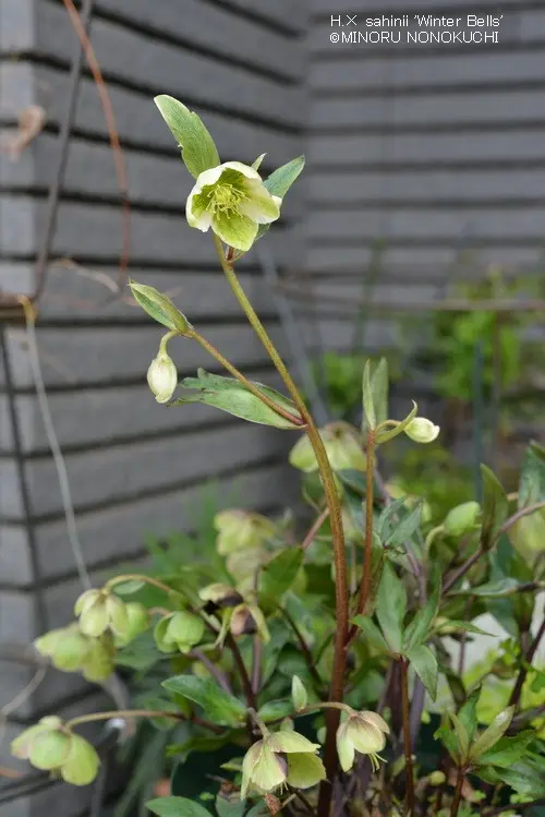 クリスマスローズ クロリス ウィンターヴィーナス 斑入り 株分け No.2