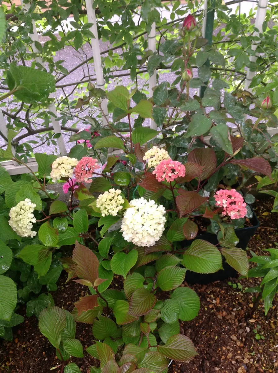 咲き分けオオデマリ「ジェミニ」‼️…花唄でお買い物｜園芸日記by八千代