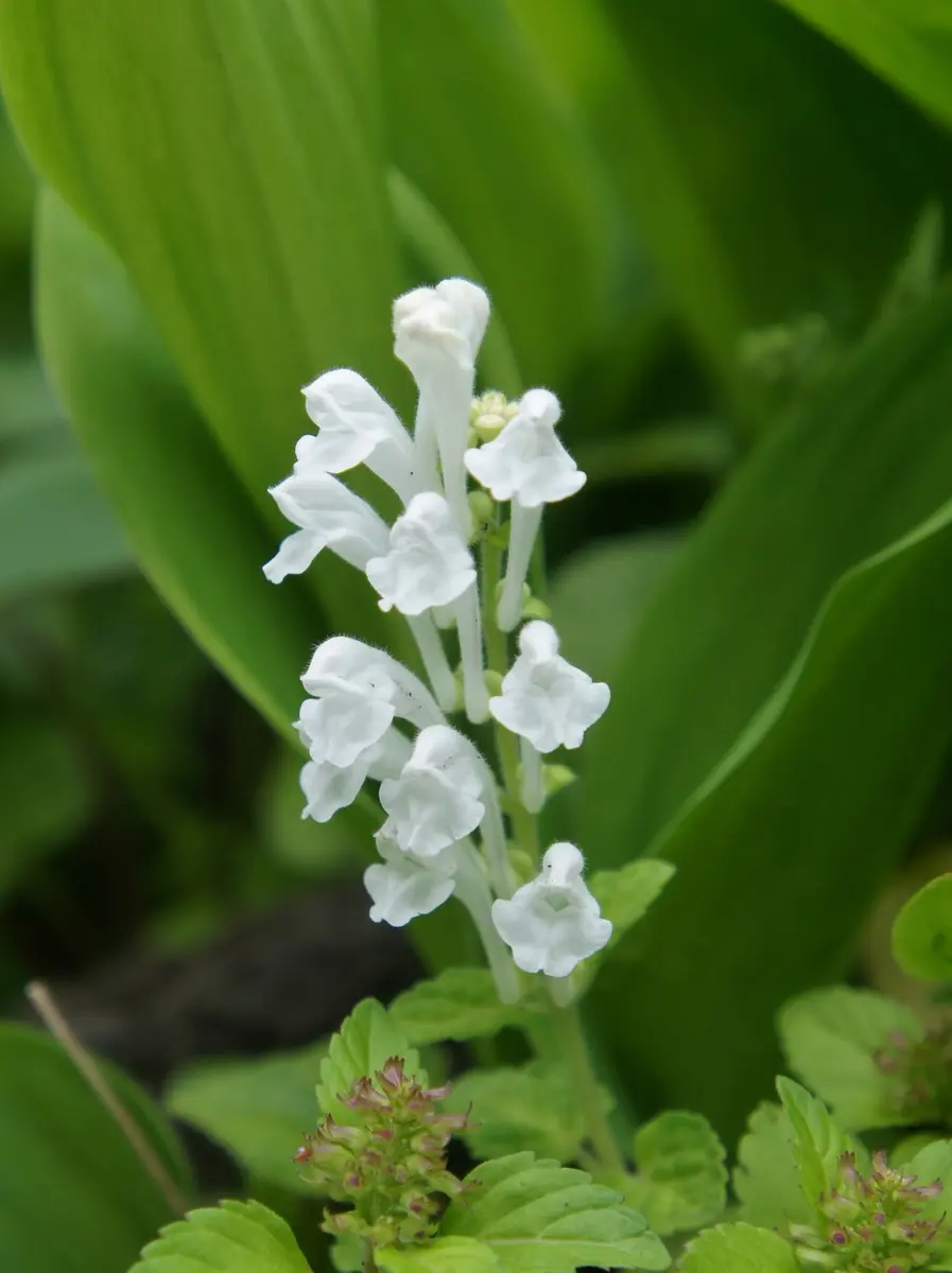 山野草[i:80]小さな白い花です。｜園芸日記byよっこら｜みんなの