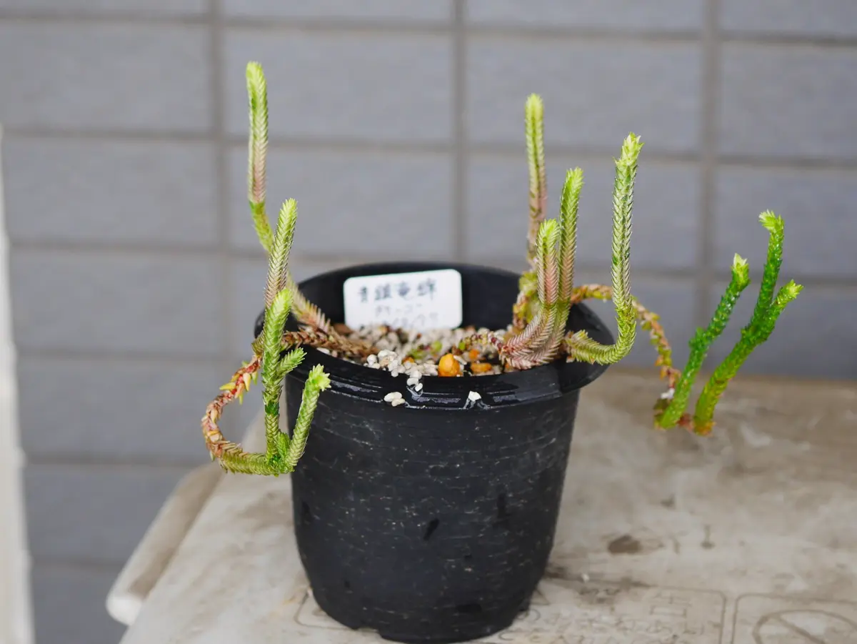 これは新芽かな 青鎖竜錦｜園芸日記byうめ｜みんなの趣味の園芸｜296097