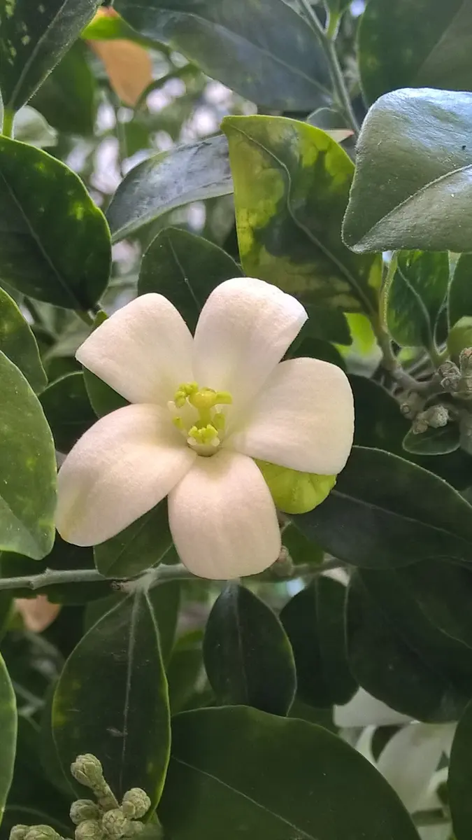 シルクジャスミンの花の香り｜園芸日記byかよぽち｜みんなの趣味の園芸 