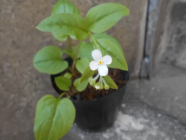 水戸の華｜園芸日記bycoge｜みんなの趣味の園芸｜296917