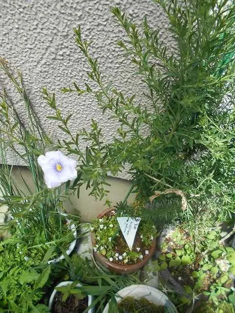 水戸の華｜園芸日記bycoge｜みんなの趣味の園芸｜296917