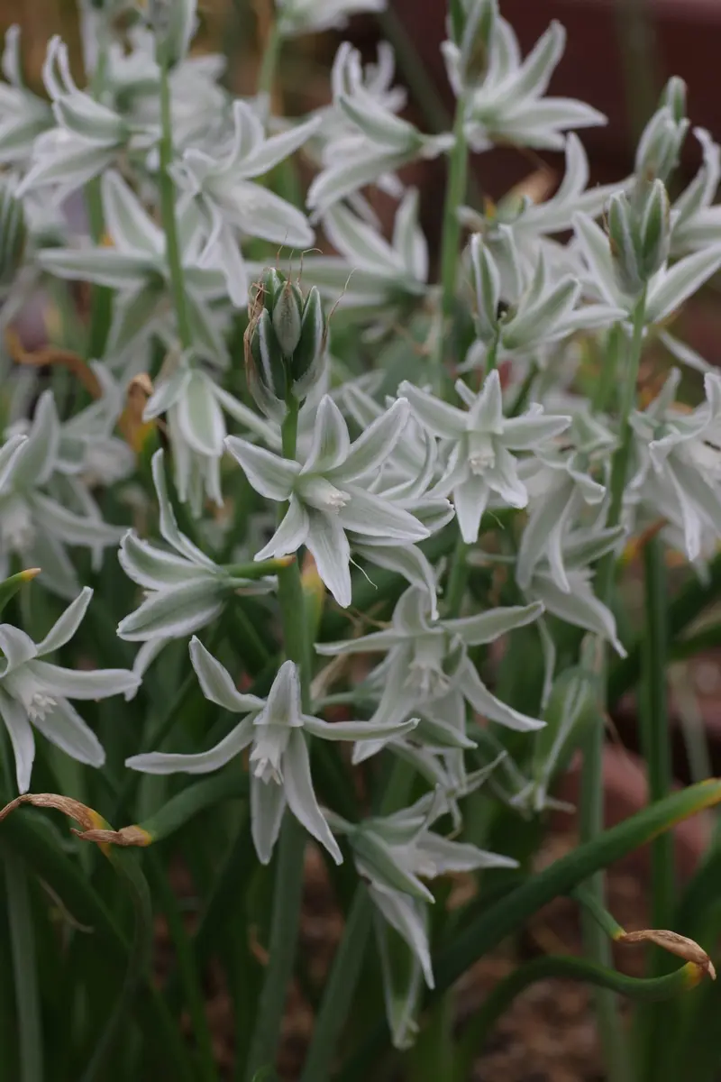 出品限り❤【７球】オーニソガラム『ヌタンス』植えっぱなしOK 出品限り❤【7球】オーニソガラム『ヌタンス』植えっぱなしOK 楽天