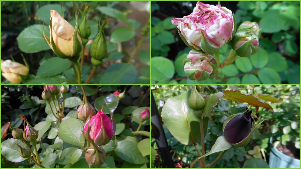薔薇の蕾。｜園芸日記by愛は花。｜みんなの趣味の園芸｜297784