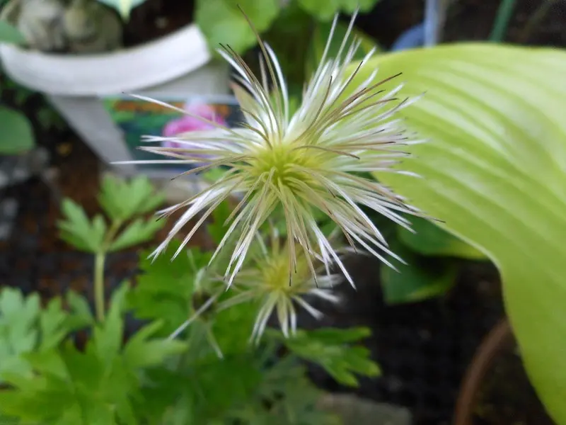 薔薇の蕾。｜園芸日記by愛は花。｜みんなの趣味の園芸｜297784