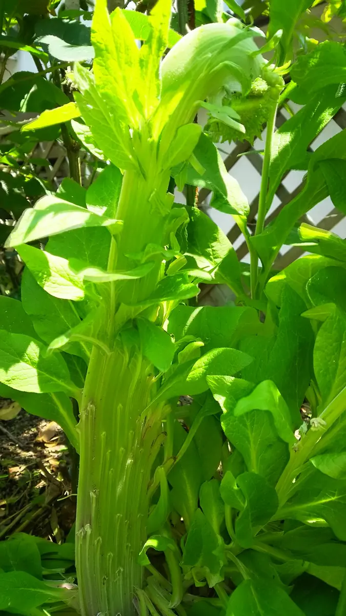 帯化植物 | 京さんののはなし5th stage