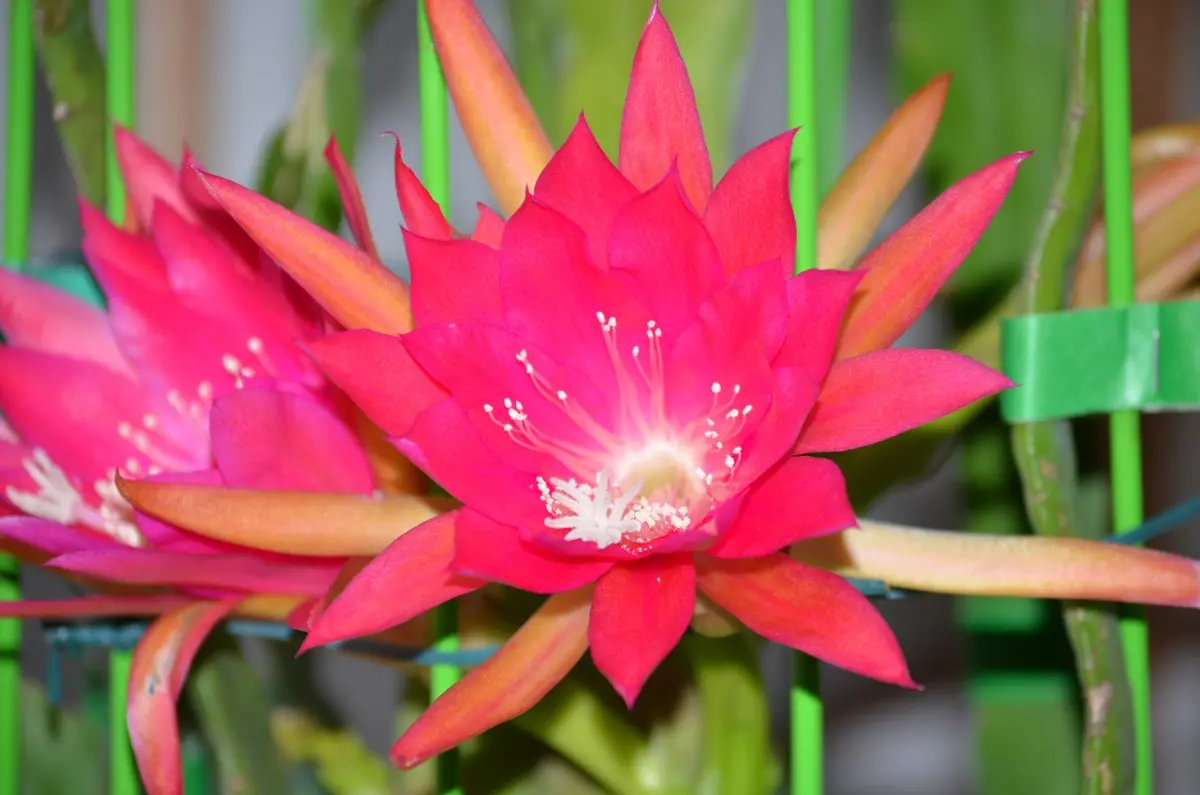 そろそろ終了　赤いクジャクサボテン苗　大株！入手困難 そろそろ終了 赤いクジャクサボテン苗 大株！入手困難 【公式通販】