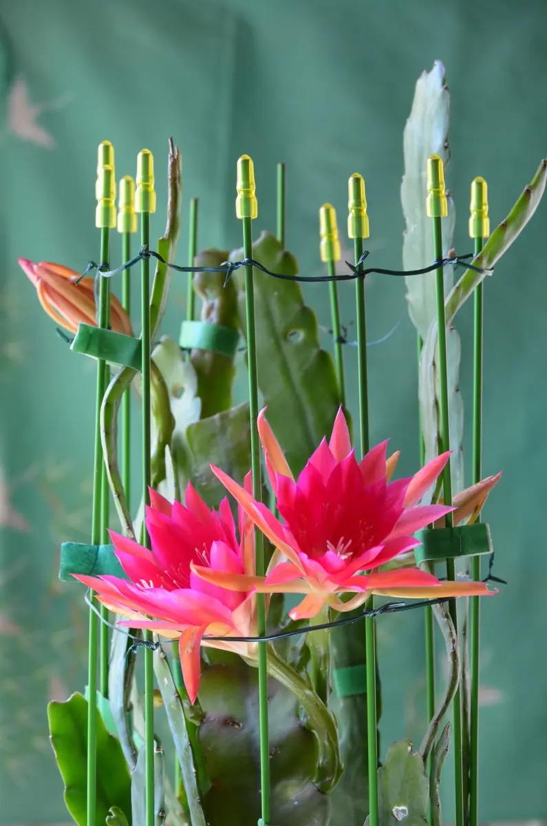 黄緑色の花　クジャクサボテン　接ぎ木 黄緑色の花クジャクサボテン接ぎ木