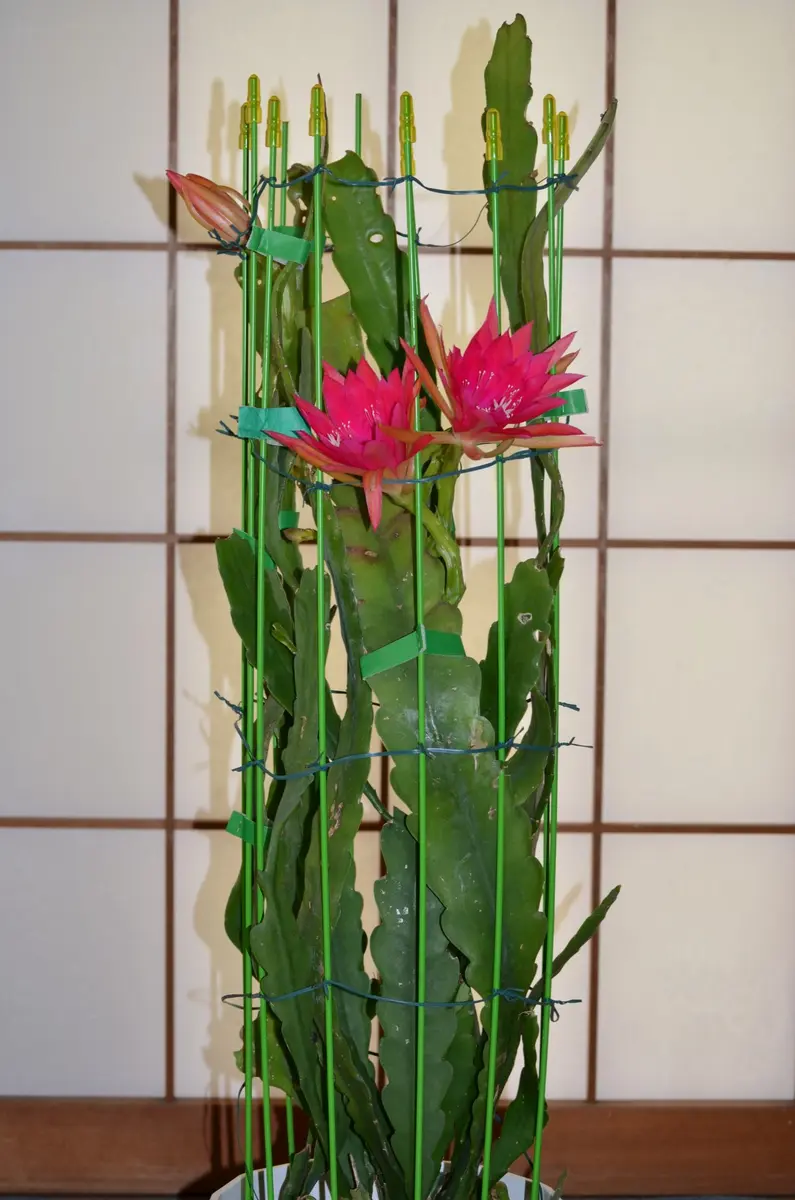 黄緑色の花クジャクサボテン接ぎ木