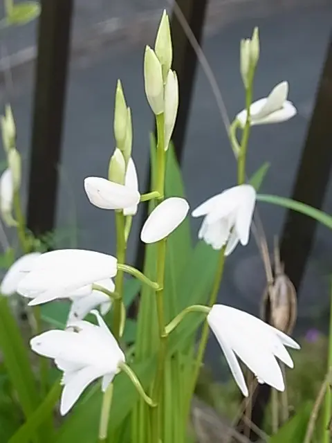 紫蘭 3種類｜園芸日記byゆきこ｜みんなの趣味の園芸｜298798