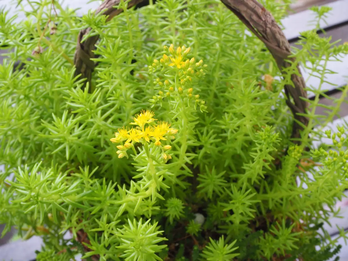 くまこさま　ローズセダム　★ くまこさま ローズセダム 4 可愛い 多肉 植物