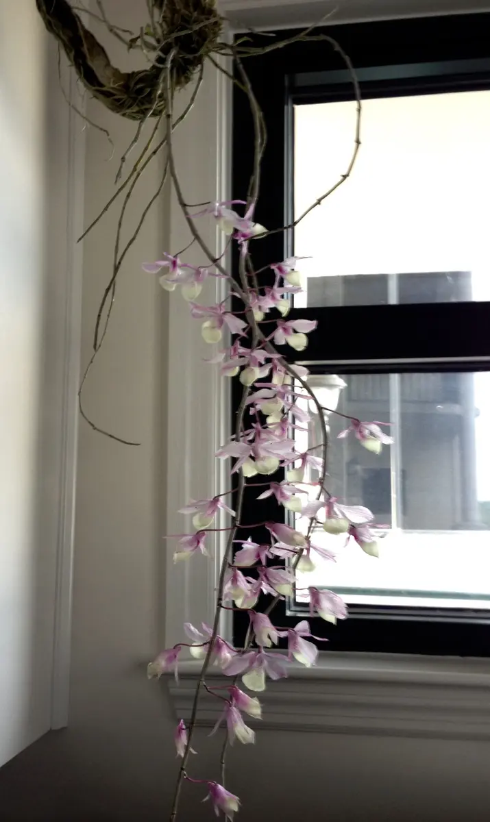 Den.pierardii:ピエラルディーがやってきた！｜園芸日記bymo'mo