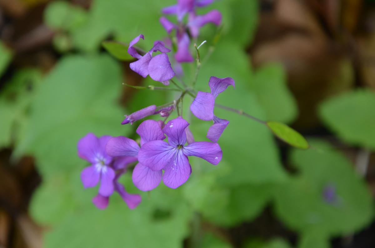 ルナリア(合田草)に花が咲きました。｜園芸日記by赤いハナミズキ 