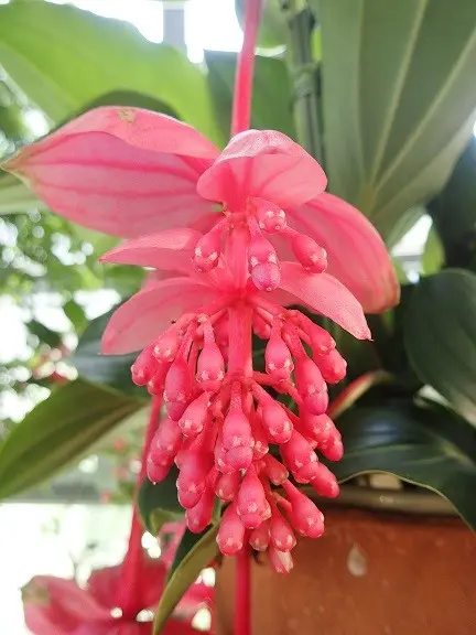 メディニラ・マグニフィカ 開花中｜園芸日記by渋谷区ふれあい植物