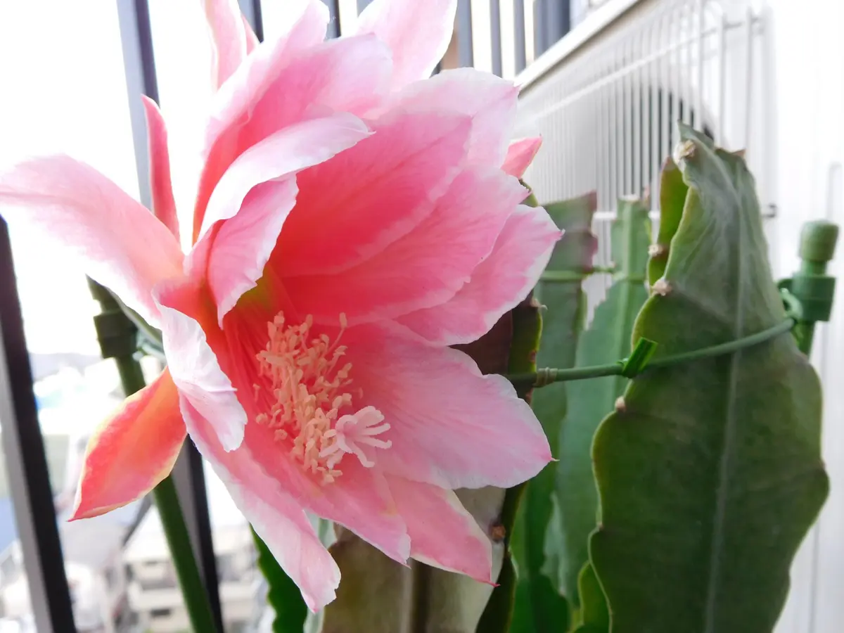 １番　ゅႫ⭐️ さま専用 　　　 　　孔雀サボテン港まつり 孔雀サボテン港まつり - メルカリ