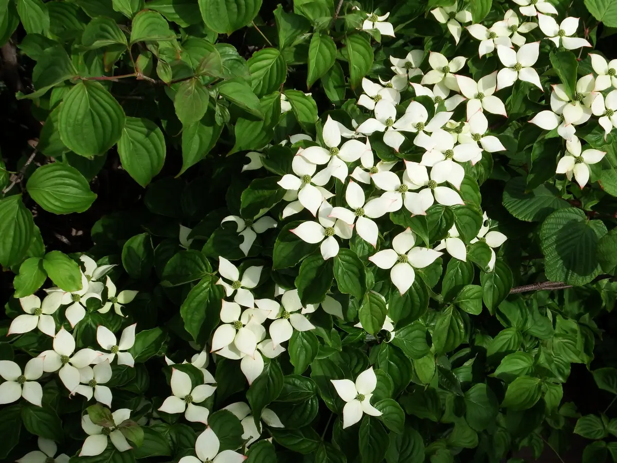 柿 の 花