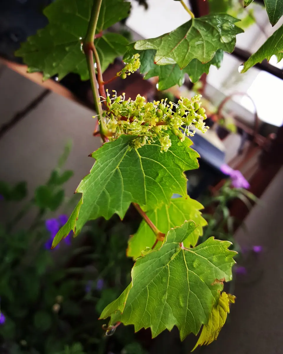 山葡萄、花咲く｜園芸日記byあいぽん☆｜みんなの趣味の園芸｜301651