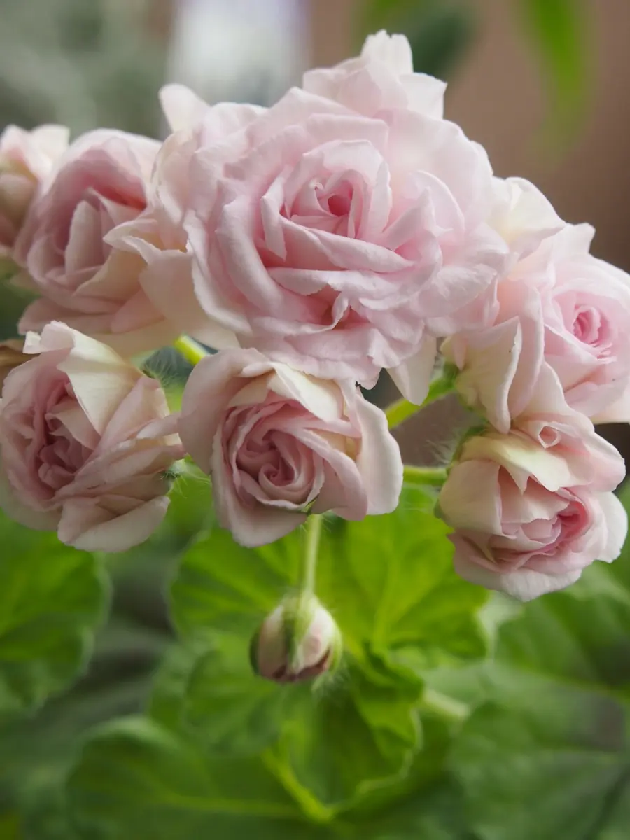 61 ＊ピンクの可愛い薔薇咲きゼラニウム（ミルフィーユローズ）❤️