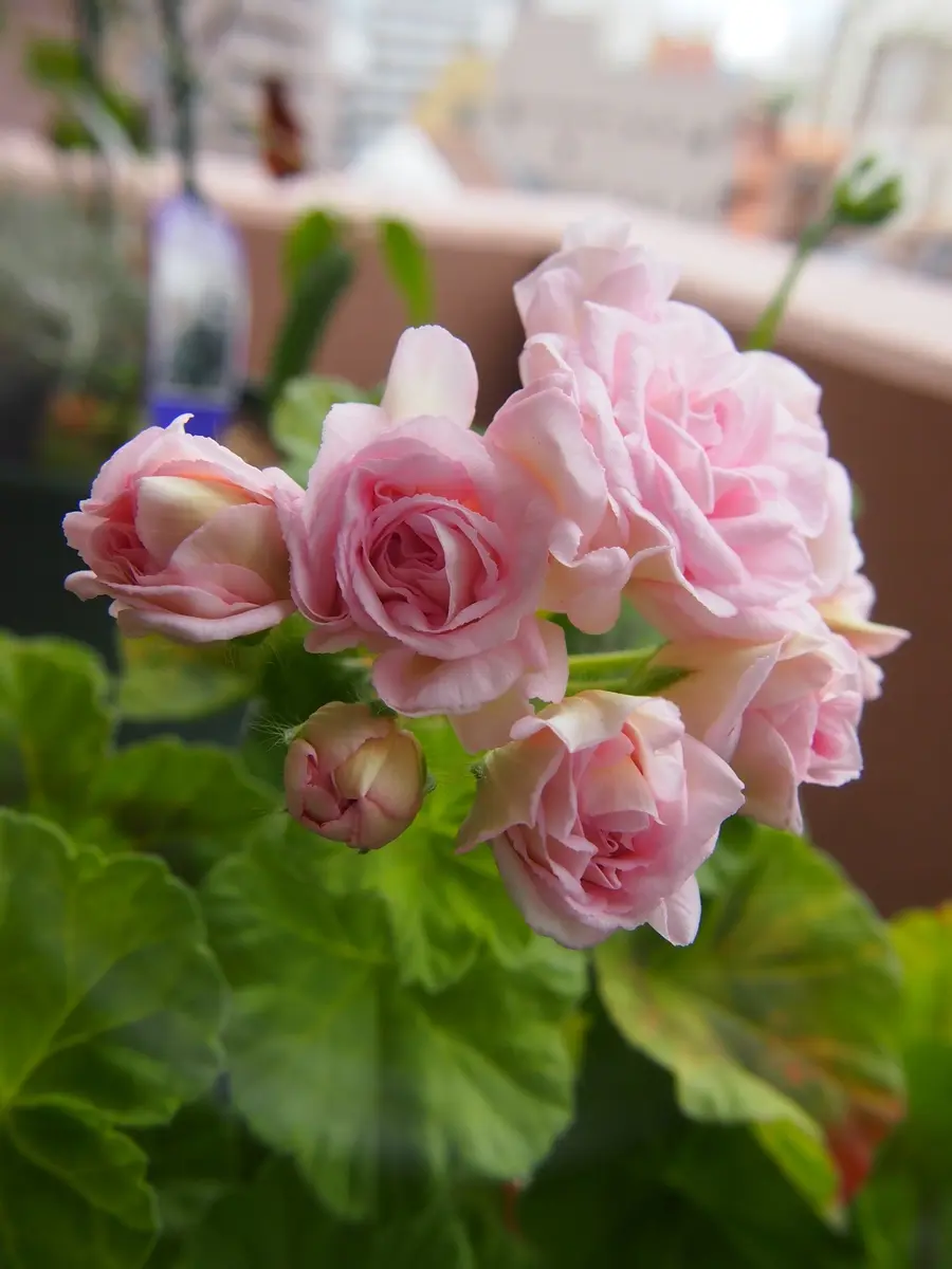 119＊ピンクの可愛い薔薇咲きゼラニウム（ミルフィーユローズ） 119＊ピンクの可愛い薔薇咲きゼラニウム（ミルフィーユローズ） 61