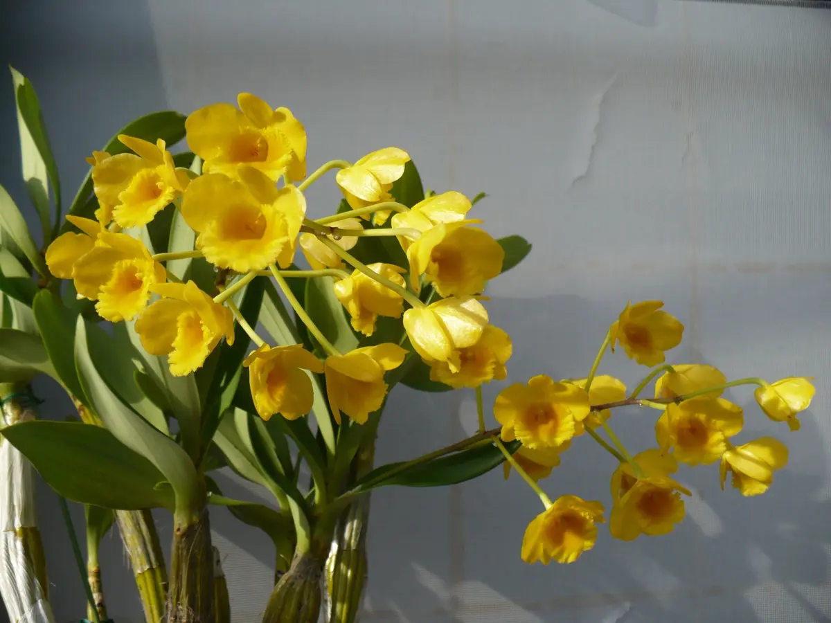 Den.chrysotoxum｜園芸日記bydenndoro-k｜みんなの趣味の園芸