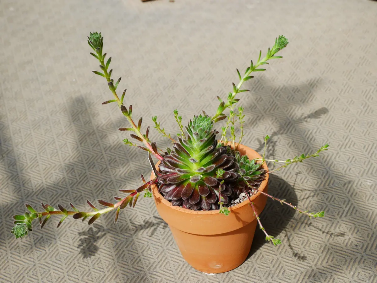 センペルビウム リパリ 外de多肉 センペルビウム｜カラーリーフ｜商品