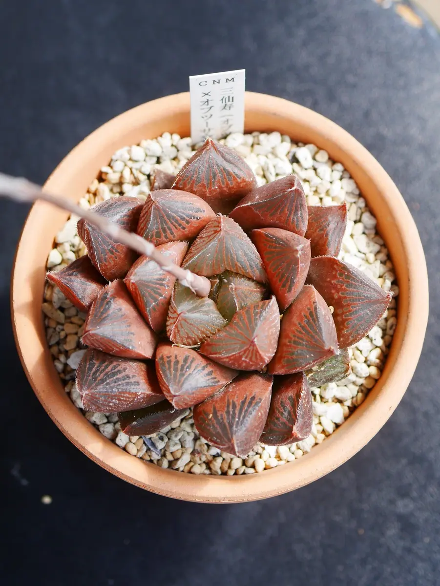 多肉植物 ハオルチア 三仙寿錦 大株