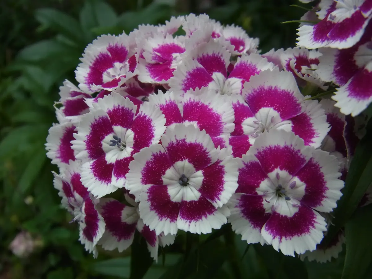 赤と白の花模様 深鉢 珍しい 八重咲き ／ ハイビスカス 鉢植え『レッドムーン』(5号鉢 高さ