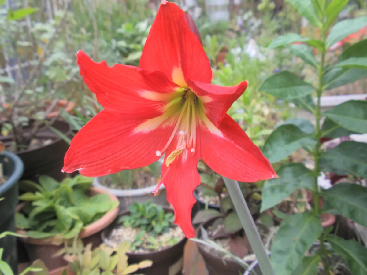 アマリリス開花｜園芸日記by花好きミチコ｜みんなの趣味の園芸