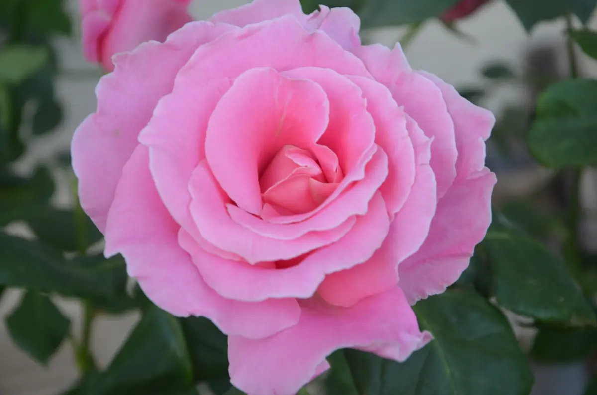 初バラ、初花です。ビウィッチドHT大輪ピンク｜園芸日記by赤い