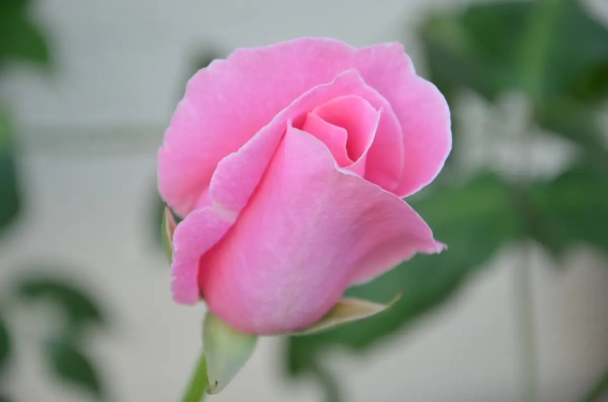 初バラ、初花です。ビウィッチドHT大輪ピンク｜園芸日記by赤い