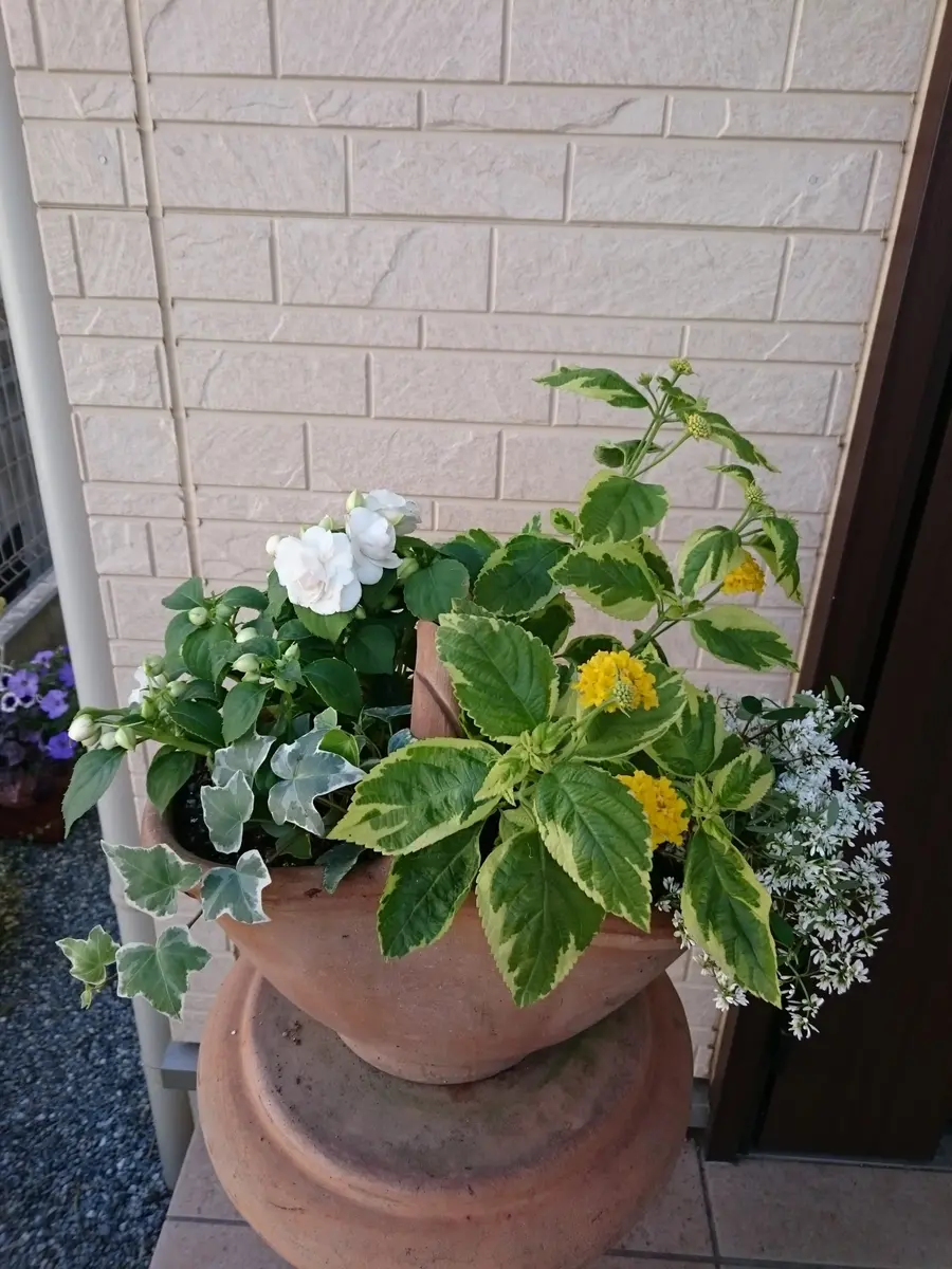寄せ植え　花　5月19日ぱるるページ 寄せ植え 花 5月19日ぱるるページ 寄せ植え 花 5月19日ぱるるページ 5