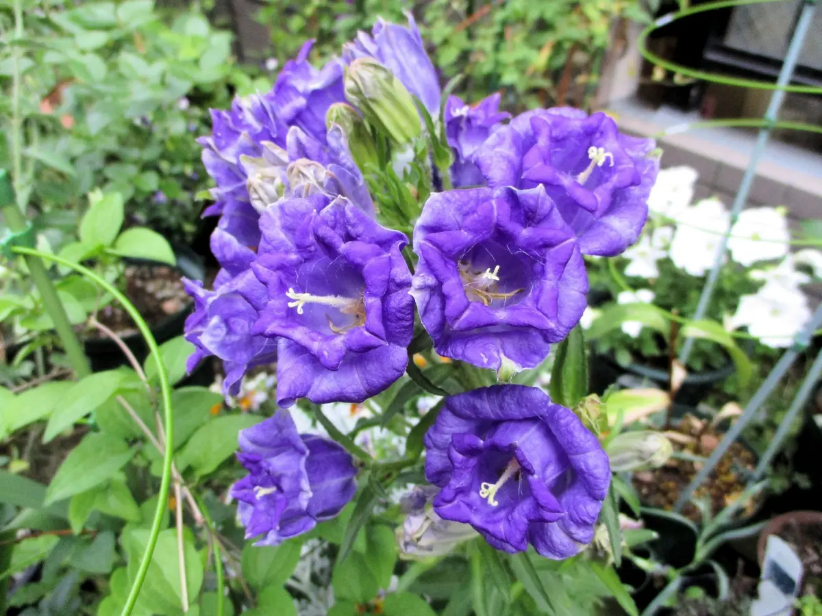 ✼ Kaorin ✼ 花菖蒲 カーネーション 白詰草 カンパニュラ img_cache_d_1190435_1_17132611