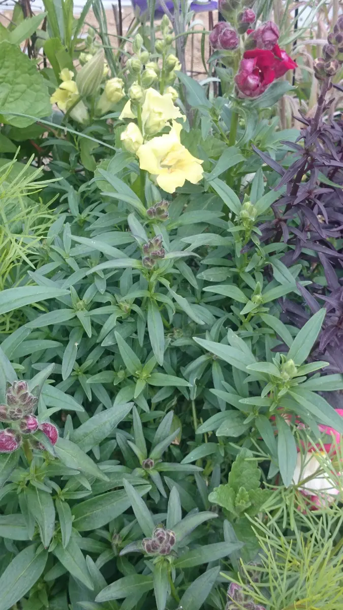 SnapDragon #金魚草 ( #キンギョソウ )。 花の形がひれを広げて