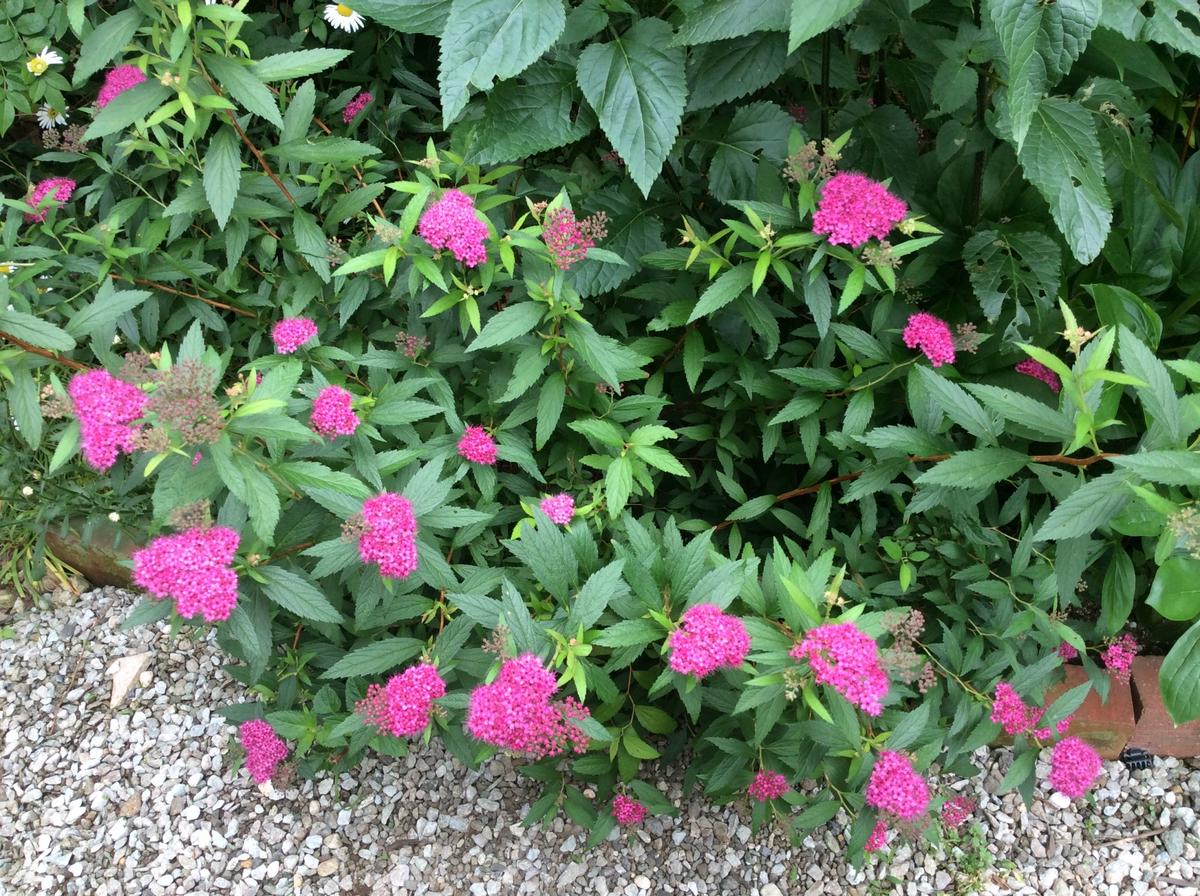ピンクの花｜園芸日記by弥生5月｜みんなの趣味の園芸｜306655