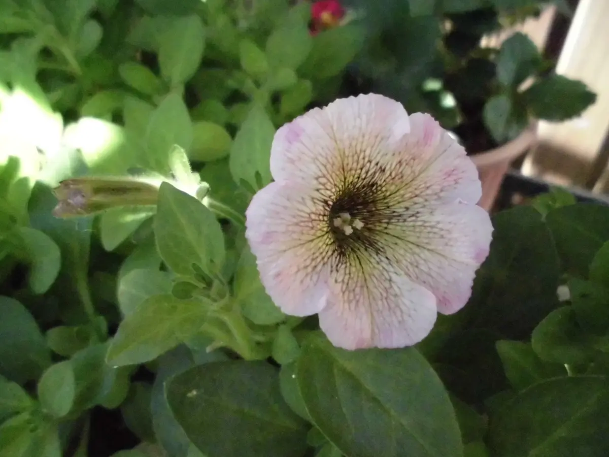 大人色のペチュニア｜園芸日記by撫子🌹｜みんなの趣味の園芸｜307680