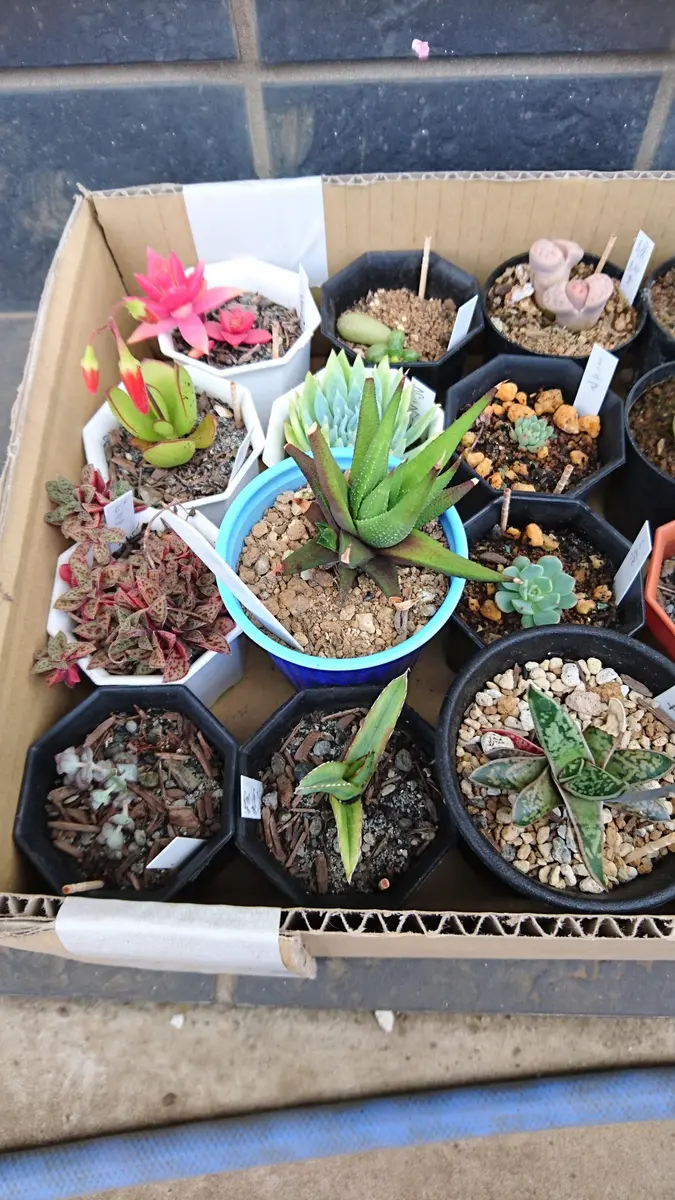 オヤジの多肉狩り、5/26｜園芸日記bydokokanototoro｜みんなの趣味の