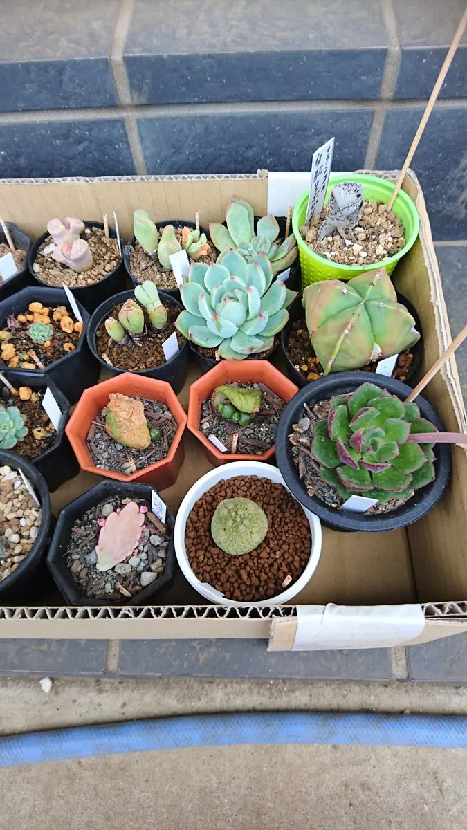 オヤジの多肉狩り、5/26｜園芸日記bydokokanototoro｜みんなの趣味の