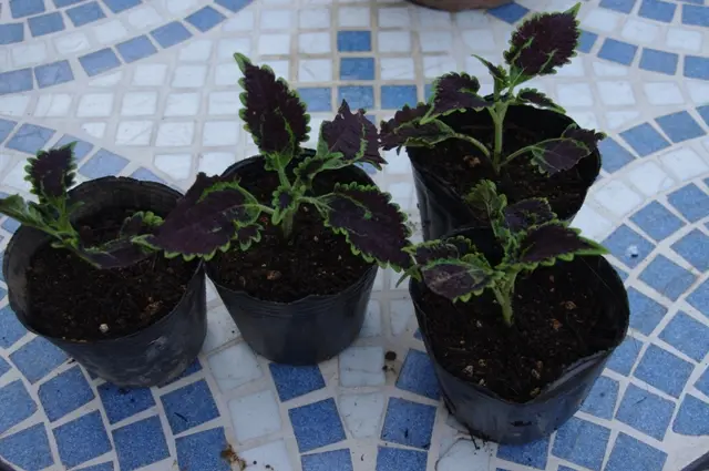 挿し木コリウス｜園芸日記byボタンちゃん｜みんなの趣味の園芸｜30915