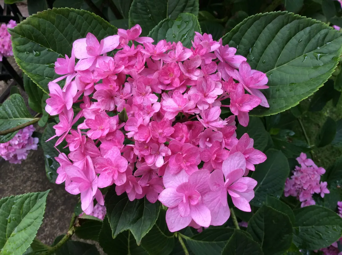 教えてください！ダンスパーティーでした！｜園芸日記by弥生5月