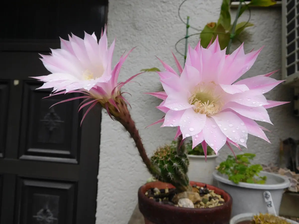 ★29＜花芽3個付き＞ 桃花短毛丸 縦10.5cm×横10.5cm 短毛丸 ピンク花 タンゲマル　サボテン★ 決定しました)☆26＜花芽3個付き＞ 桃花短毛丸 縦9.2cm×横9cm 短毛丸