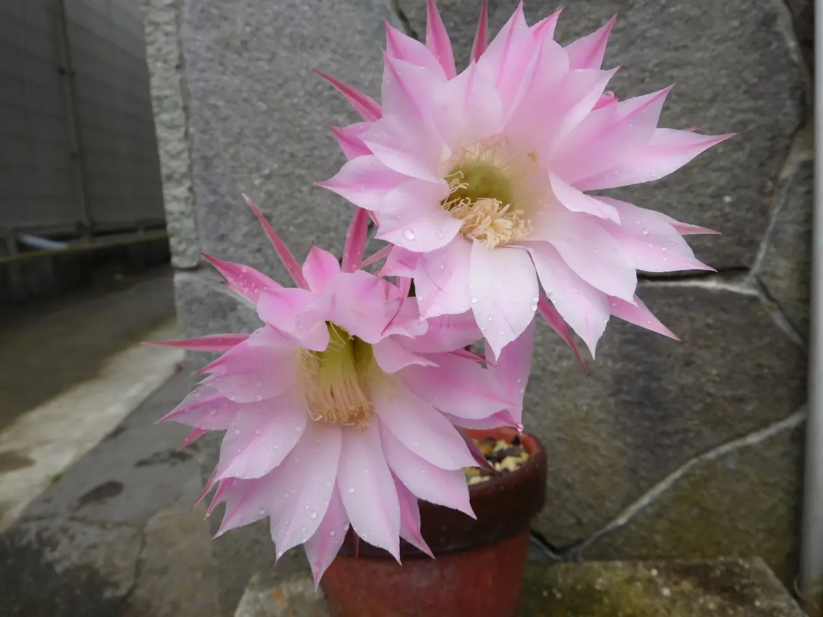 ★29＜花芽3個付き＞ 桃花短毛丸 縦10.5cm×横10.5cm 短毛丸 ピンク花 タンゲマル　サボテン★ 決定しました)☆26＜花芽3個付き＞ 桃花短毛丸 縦9.2cm×横9cm 短毛丸