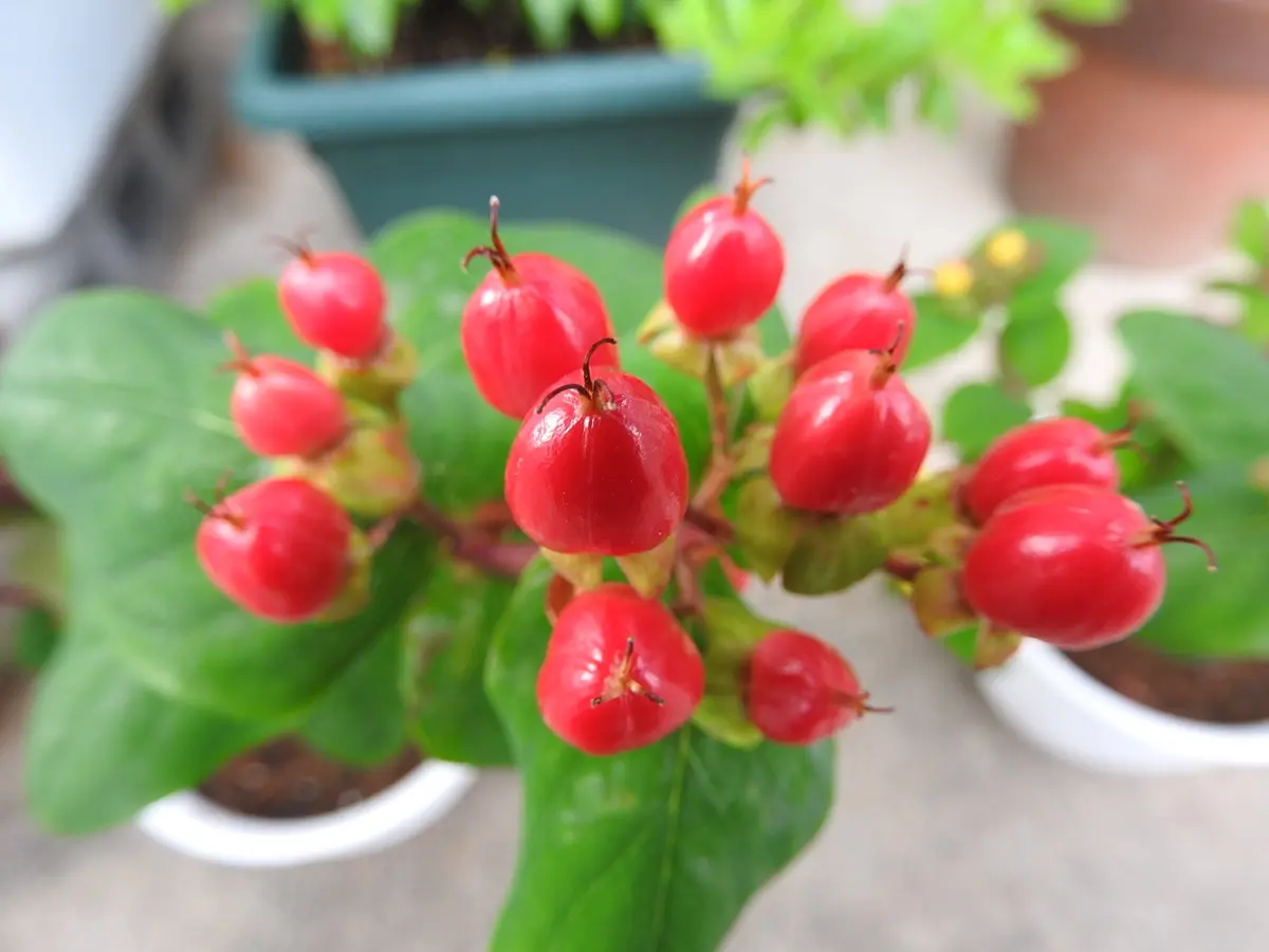 美味しそうな赤い実…食べてみました。｜園芸日記byあけマサ｜みんなの
