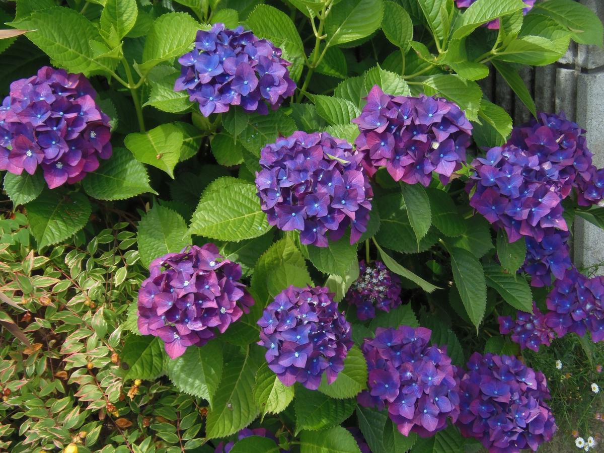 濃い色紫陽花(^^)｜園芸日記by花かご｜みんなの趣味の園芸｜310546