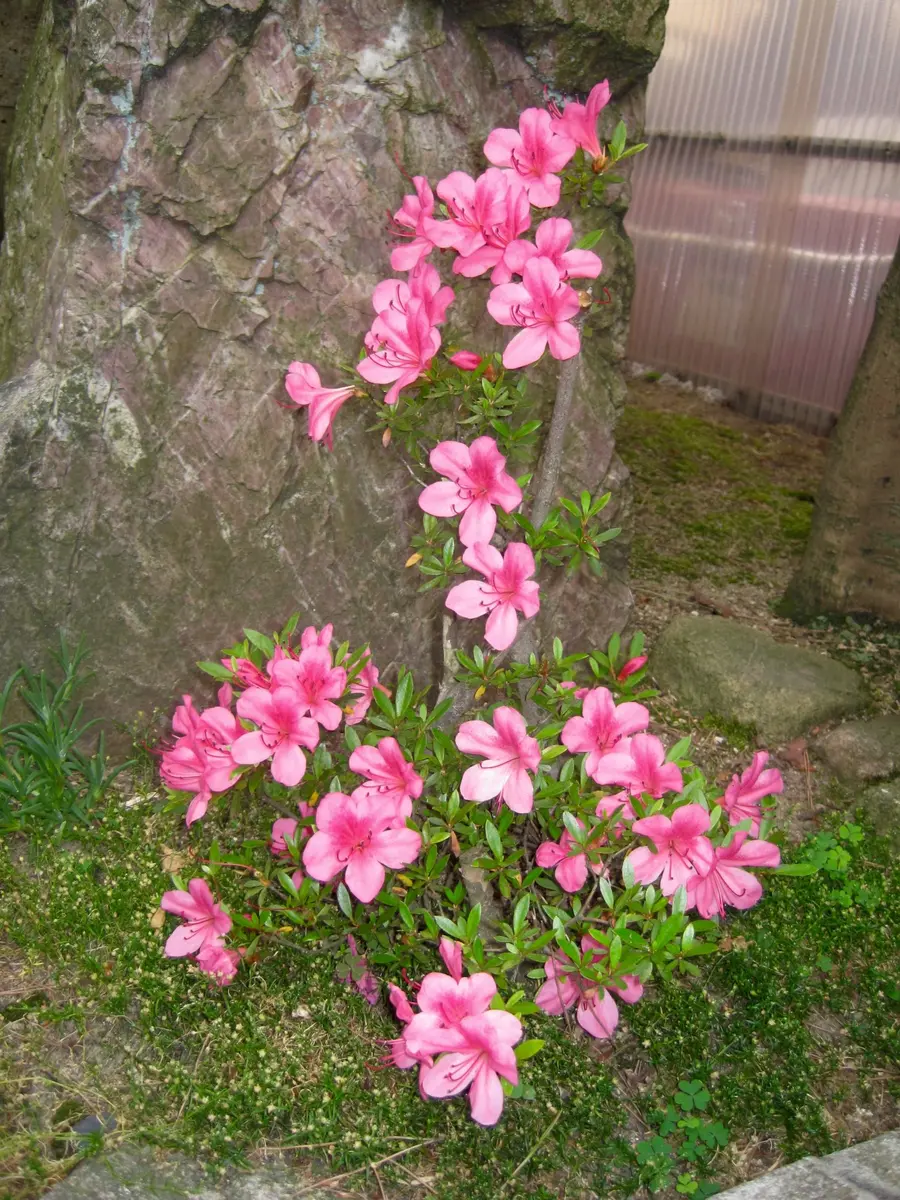 整った樹形の皐月 サツキ（皐月）の剪定｜キミのミニ盆栽びより