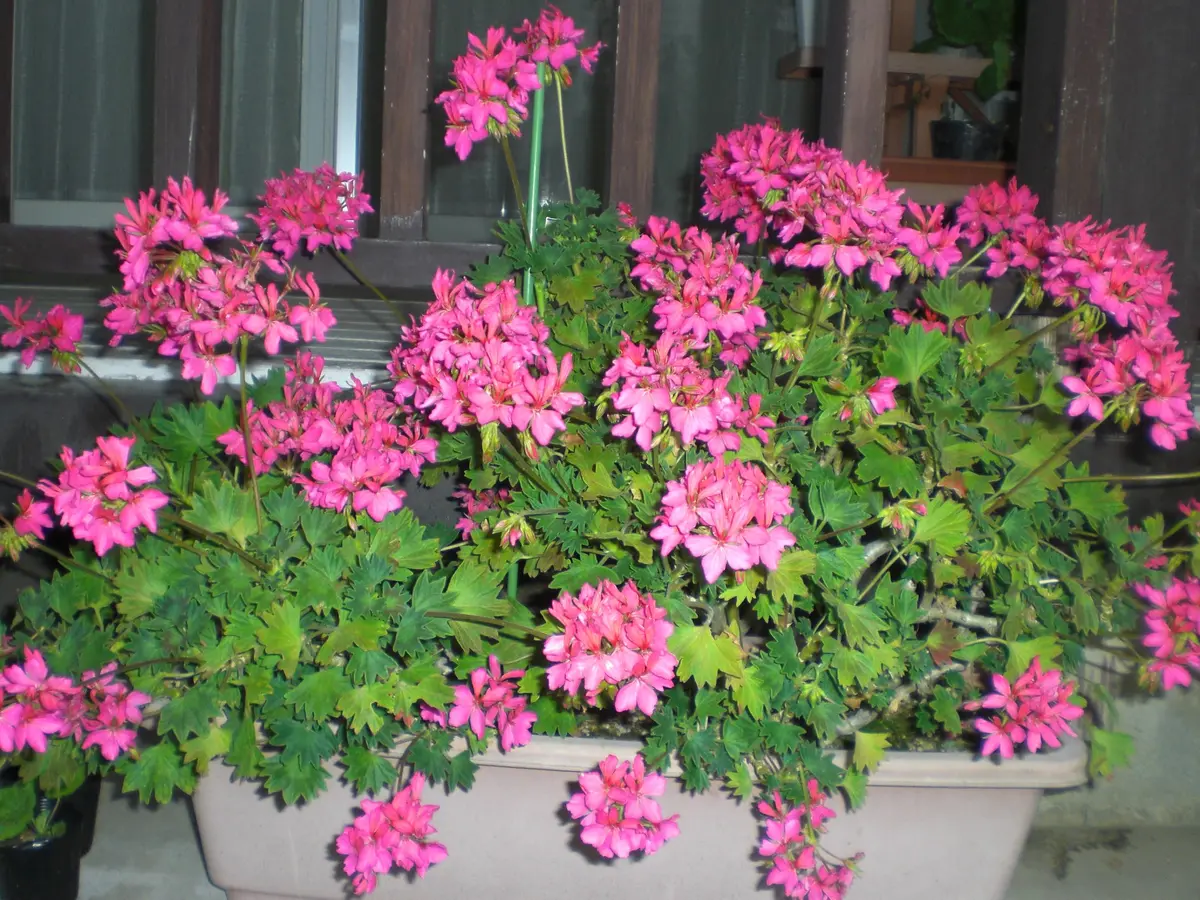 ゼラニウム　ファイヤーワークス　ピンク（4/8）【鉢物】 ゼラニウム ファイヤーワークス ピンク（4/8）【鉢物】 【公式通販】